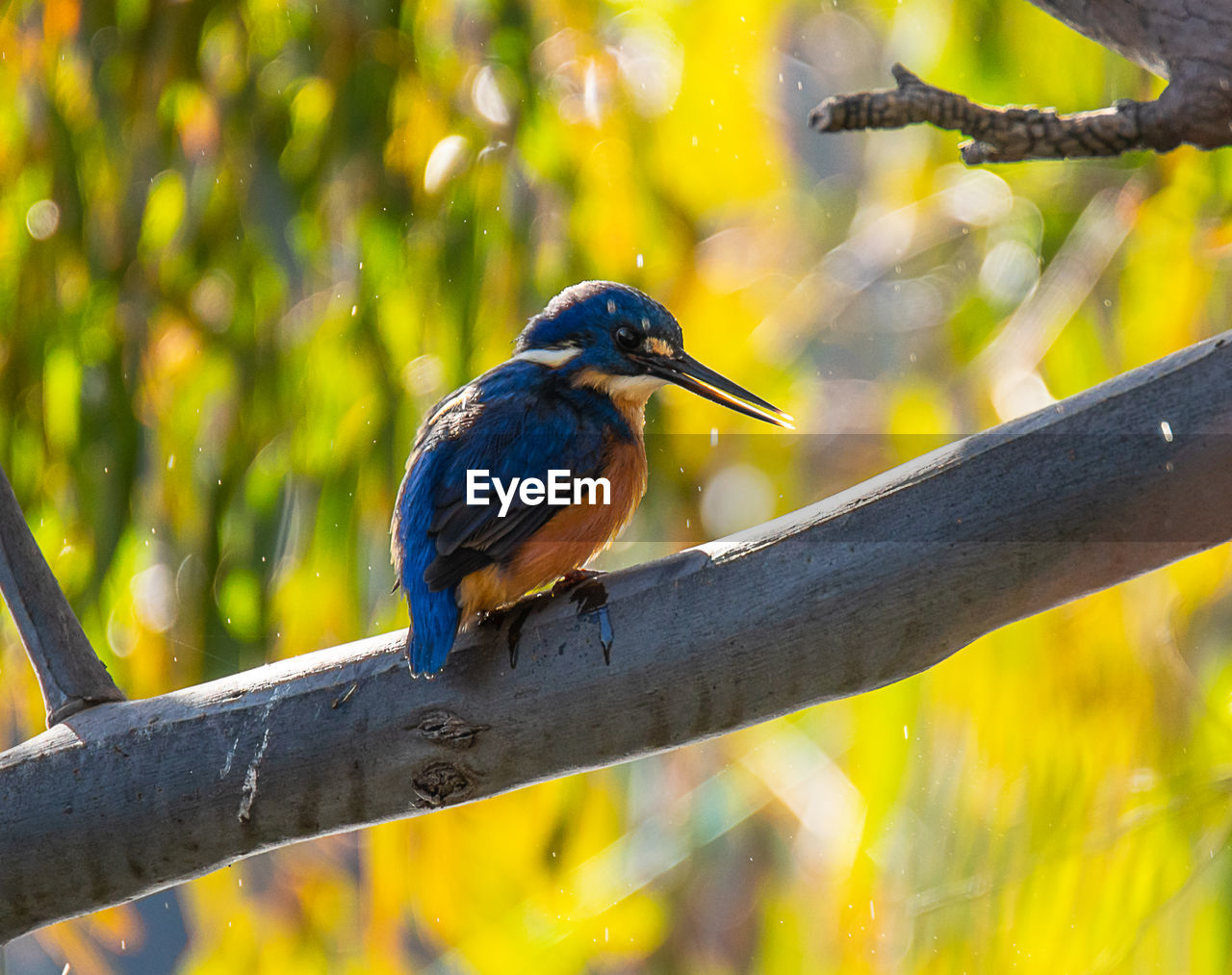 Azure kingfisher ceyx azureus