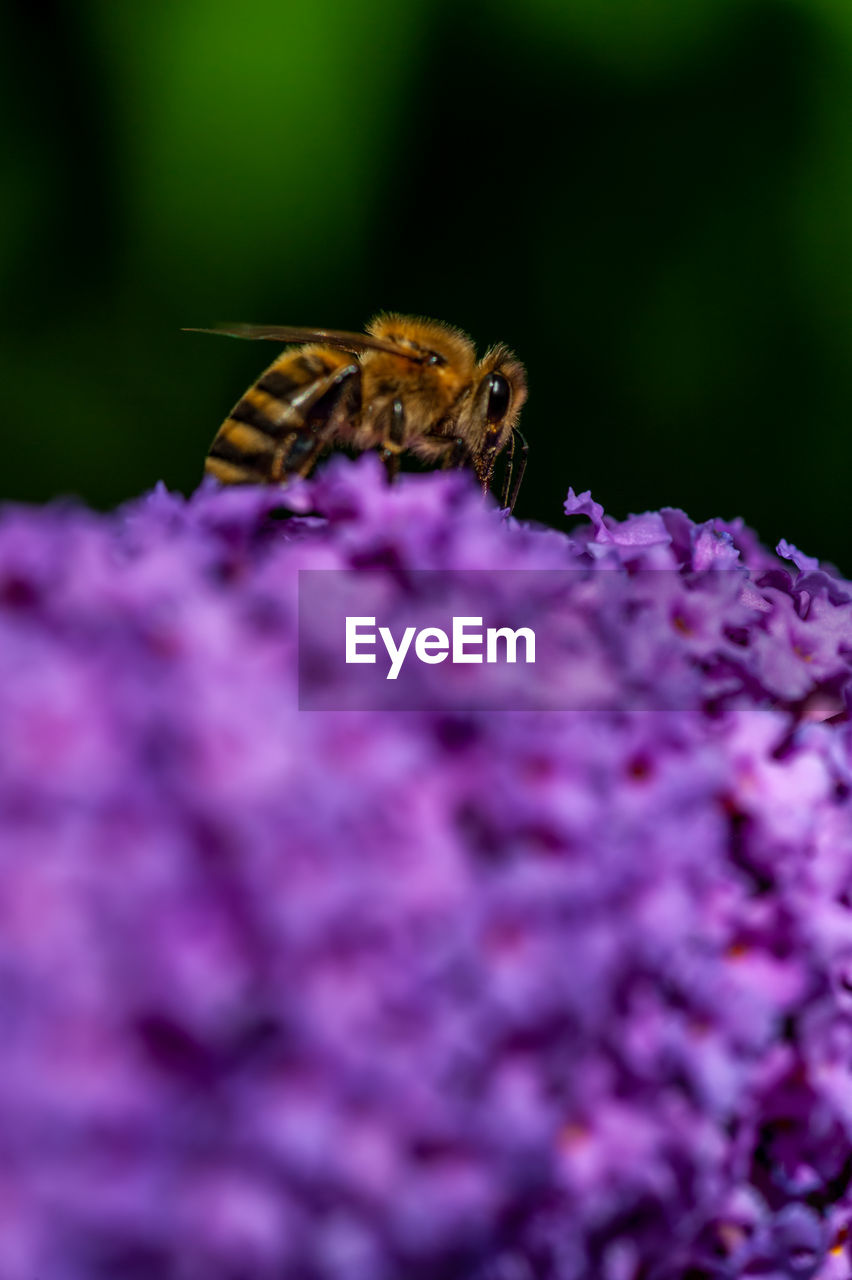 Bee feeding on a purple eastern coneflower