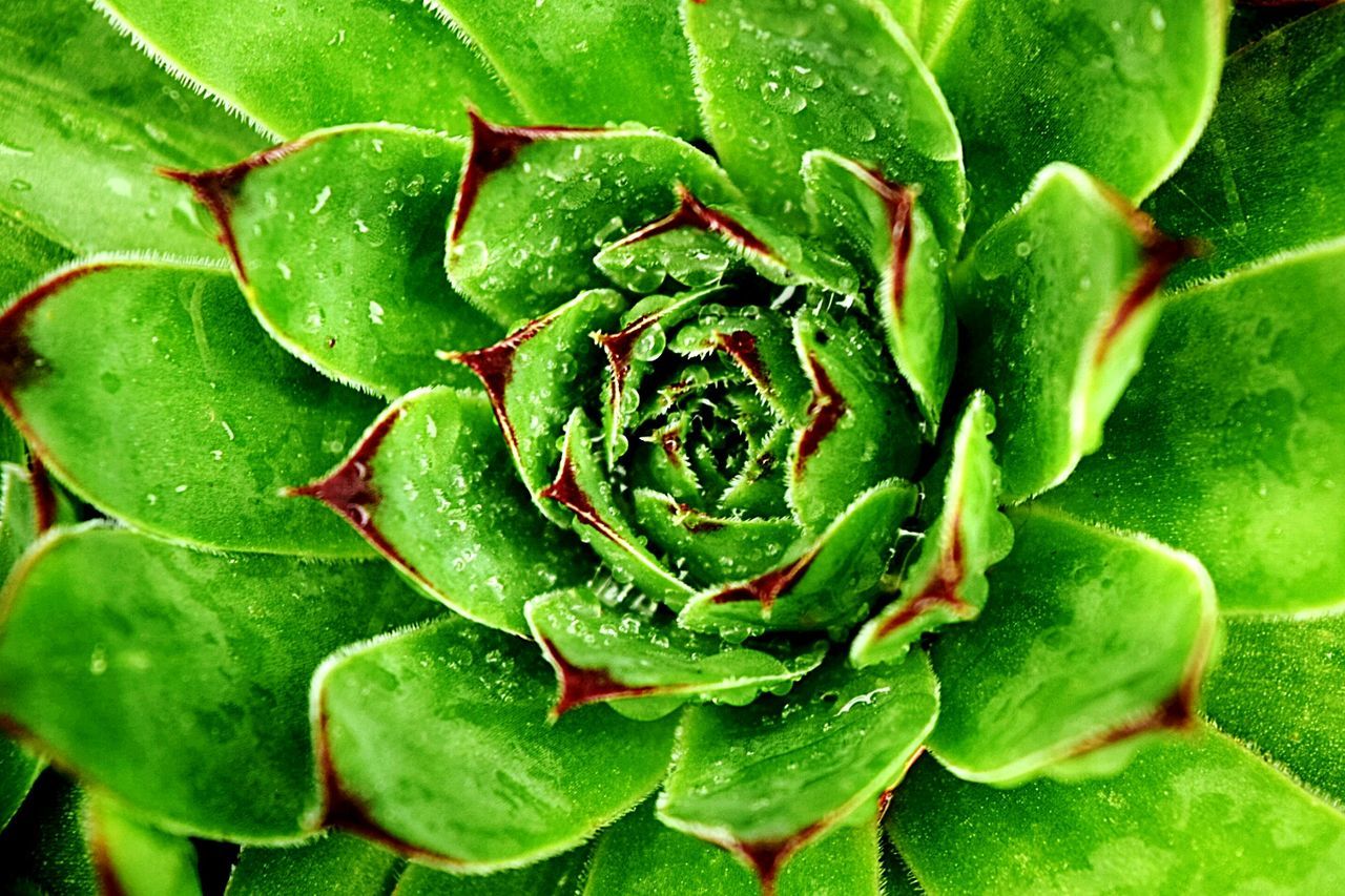 Full frame shot of fresh green plant