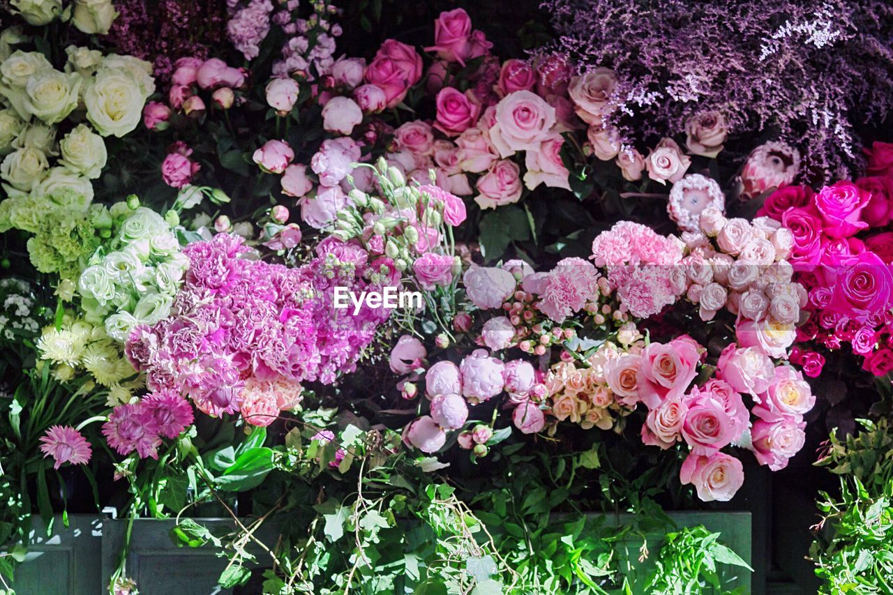 Close-up of pink flowers