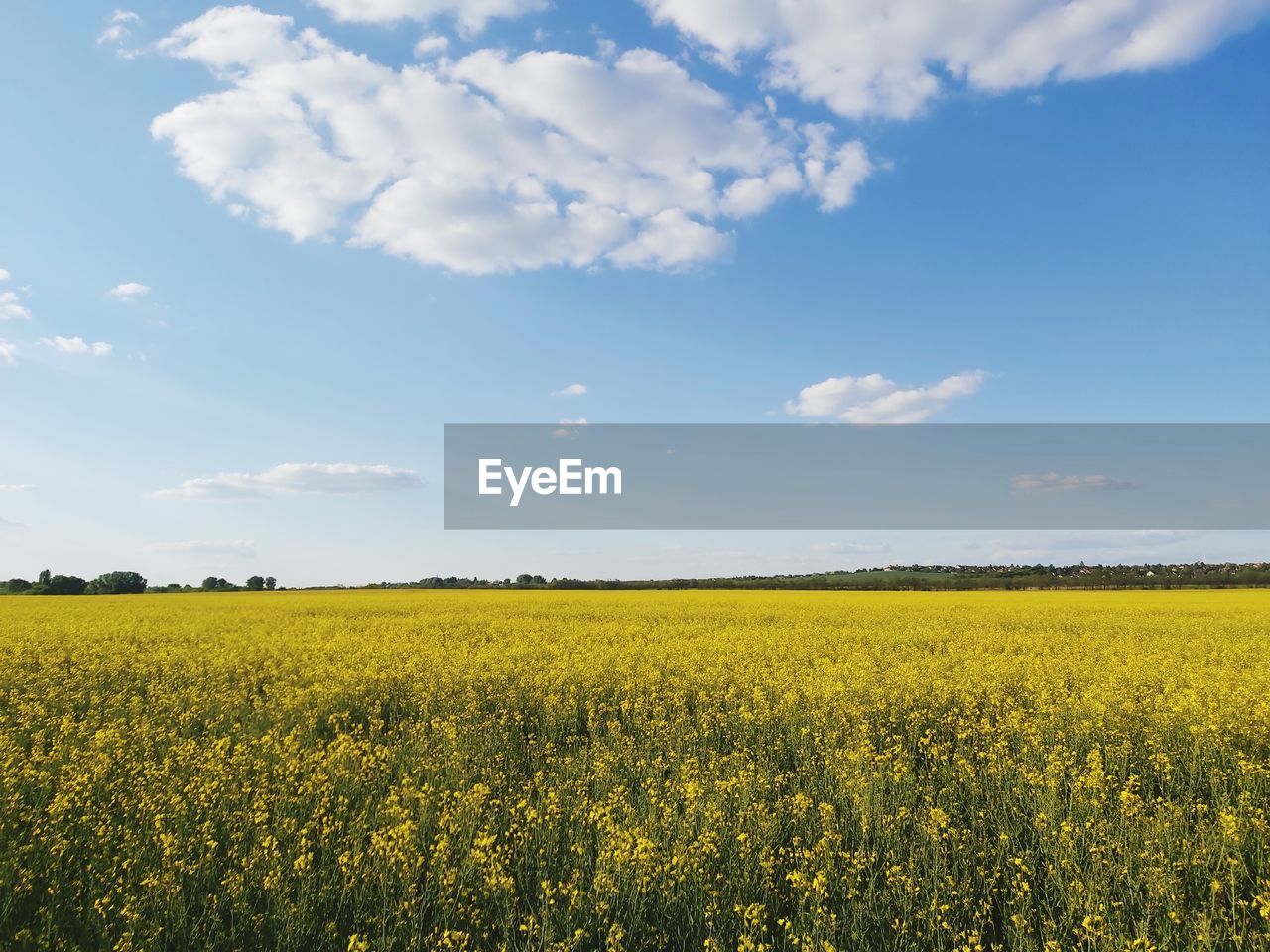 Scenic view of oilseed rape field against sky