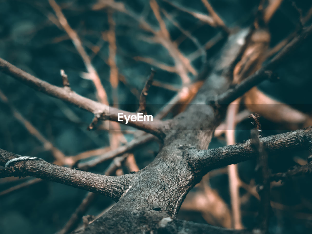 Low angle view of tree branch.