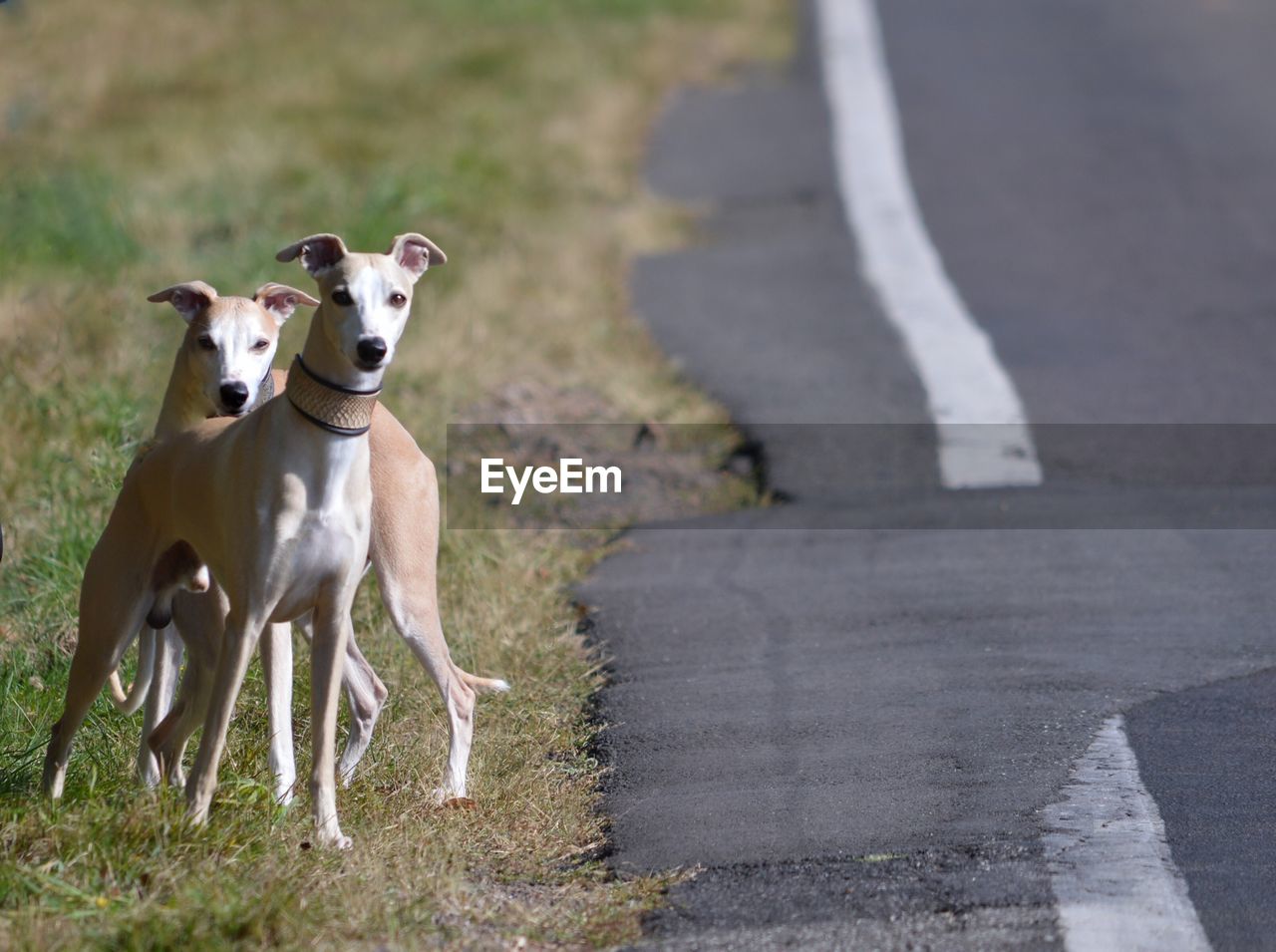 Portrait of dogs standing by road