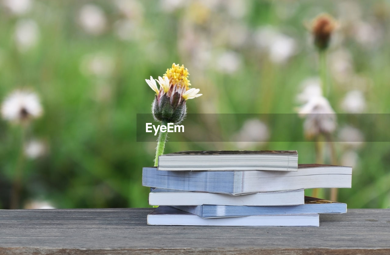 CLOSE-UP OF OPEN BOOK ON WOOD PLANT