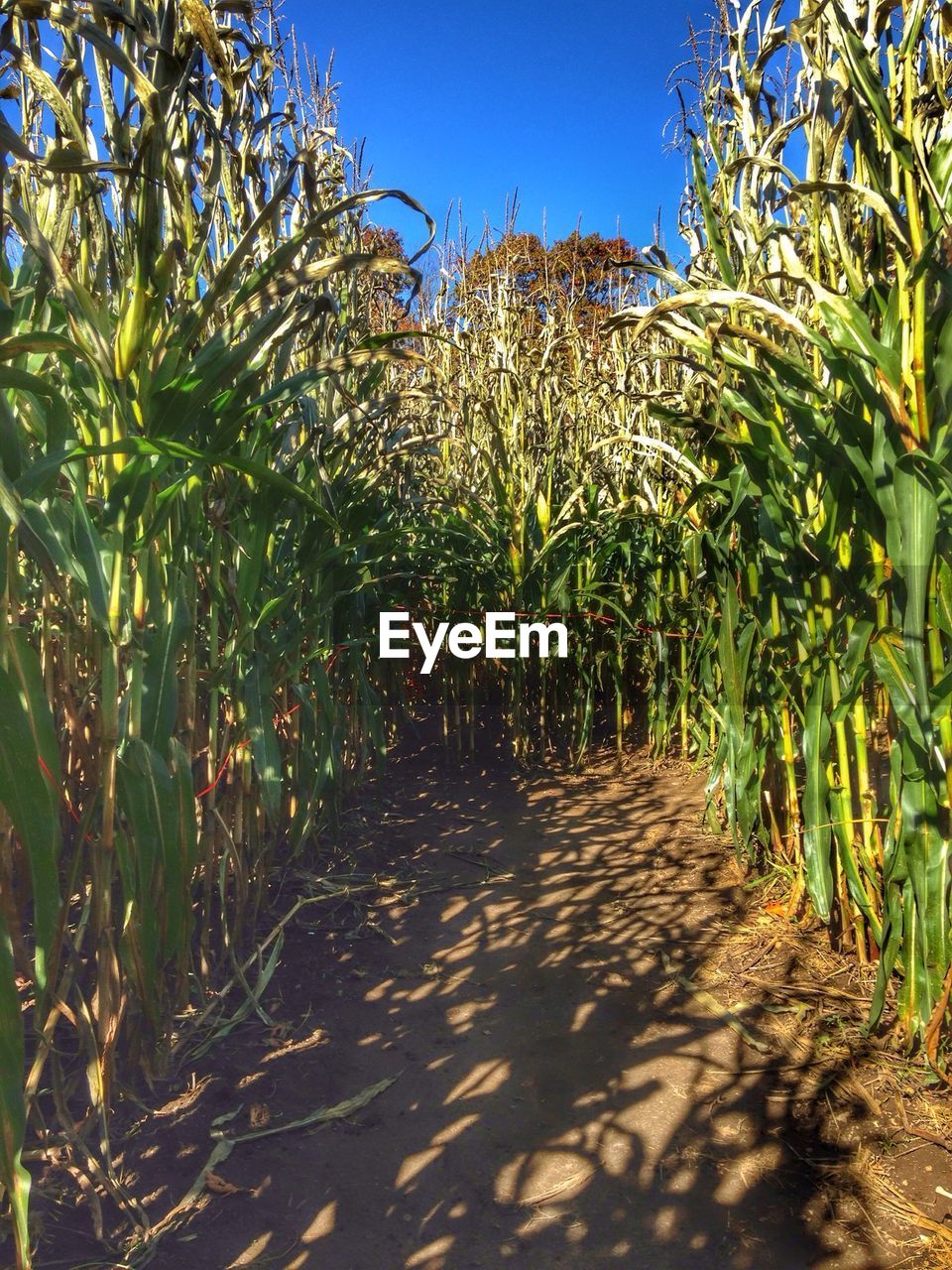 Corn crops growing on field