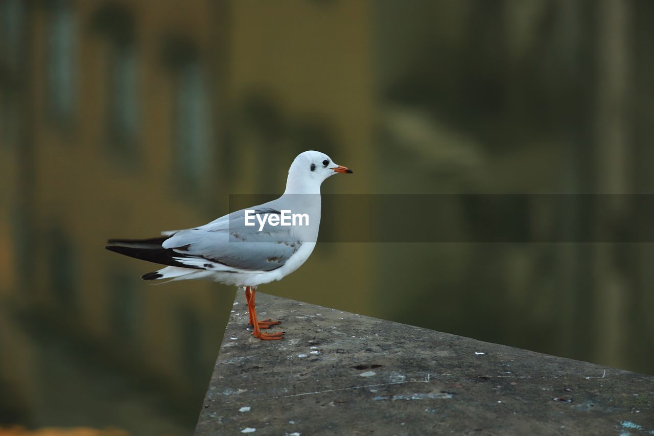 CLOSE-UP OF SEAGULL PERCHING ON RAILING