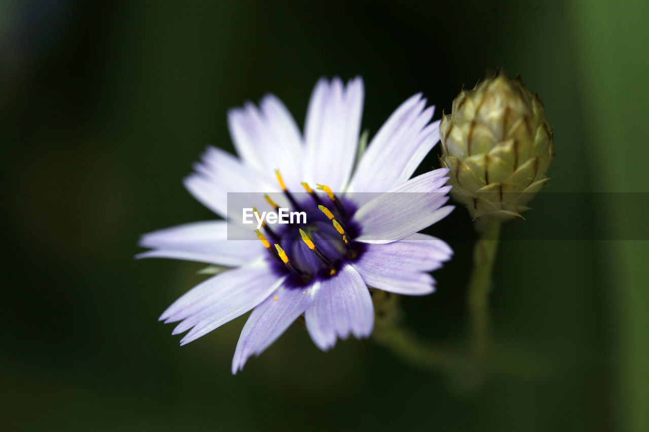 Close-up of white flower with bud growing outdoors