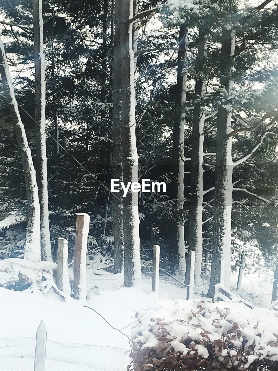 SNOW COVERED TREES IN FOREST