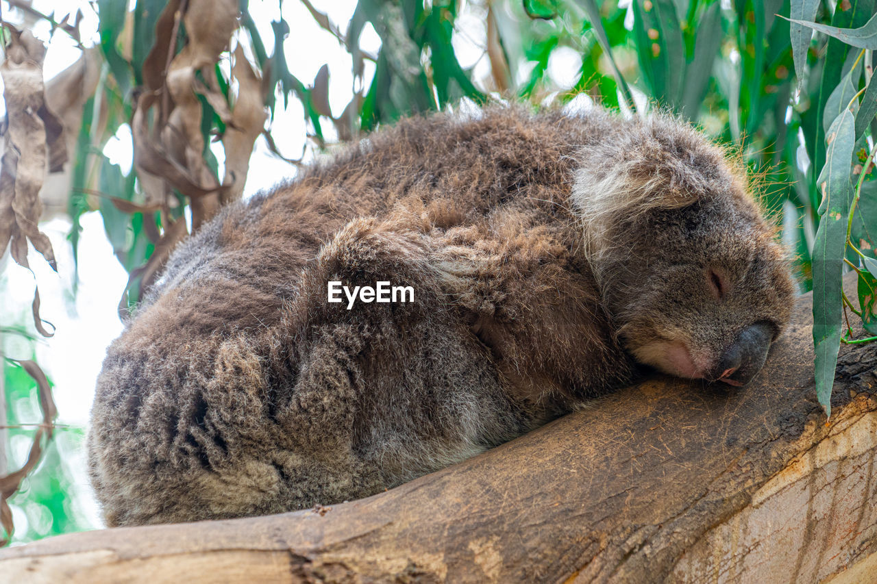 Close up high angle view of australian koala sleeping in tree showing ears nose eyes and claws