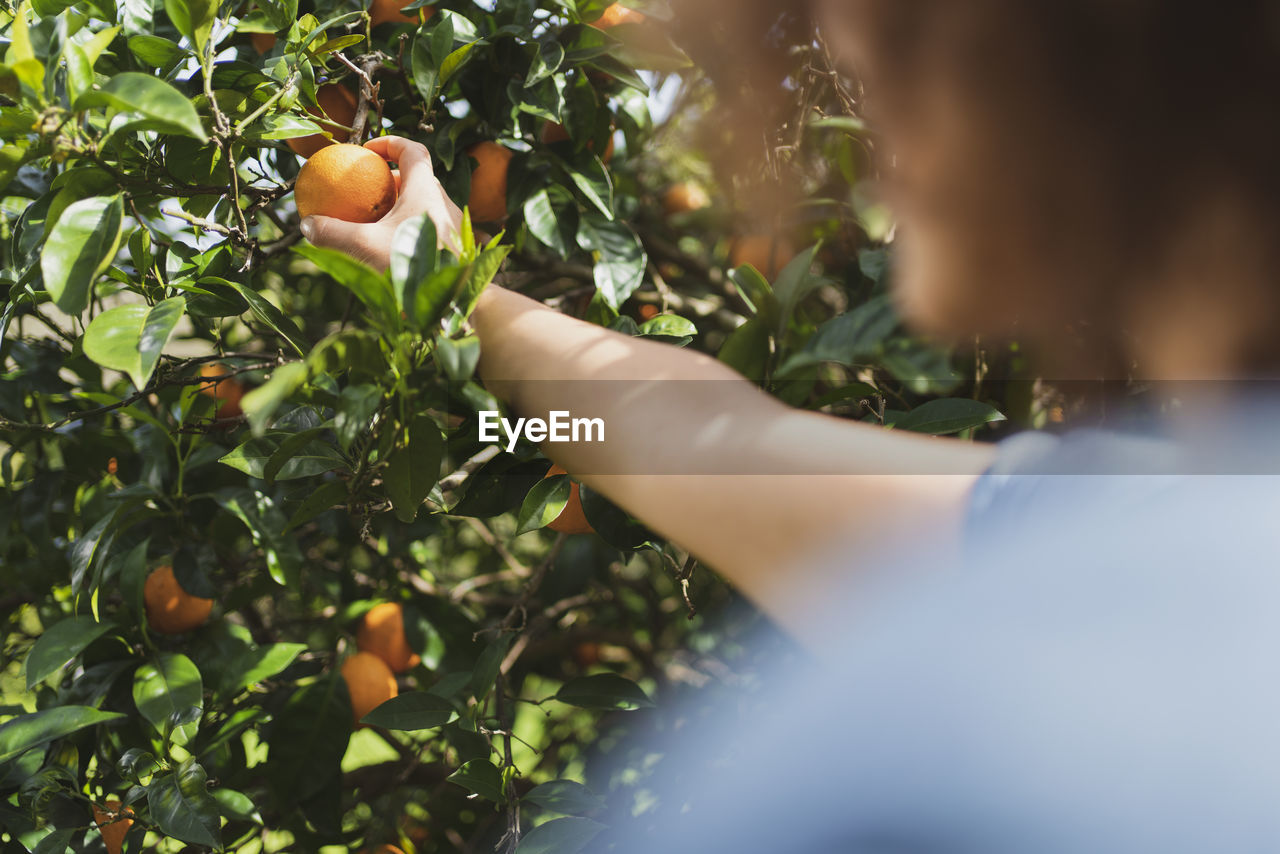 Woman picking oranges from tree in in garden