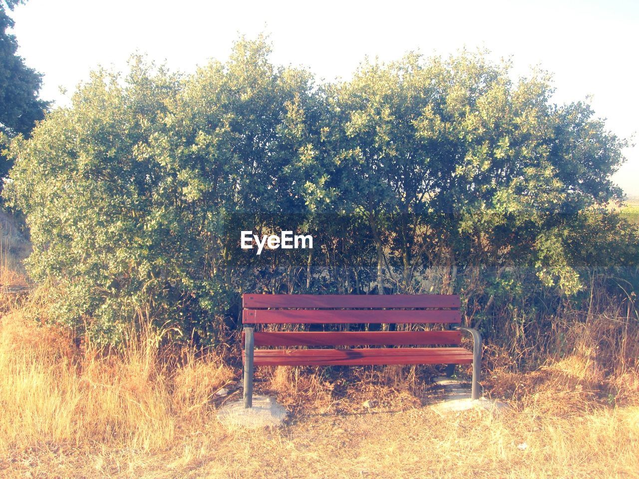 View of empty bench against plants