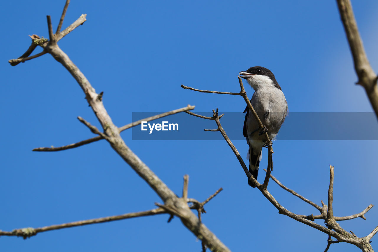 Fiscal shrike bird on tree branch lanius collaris