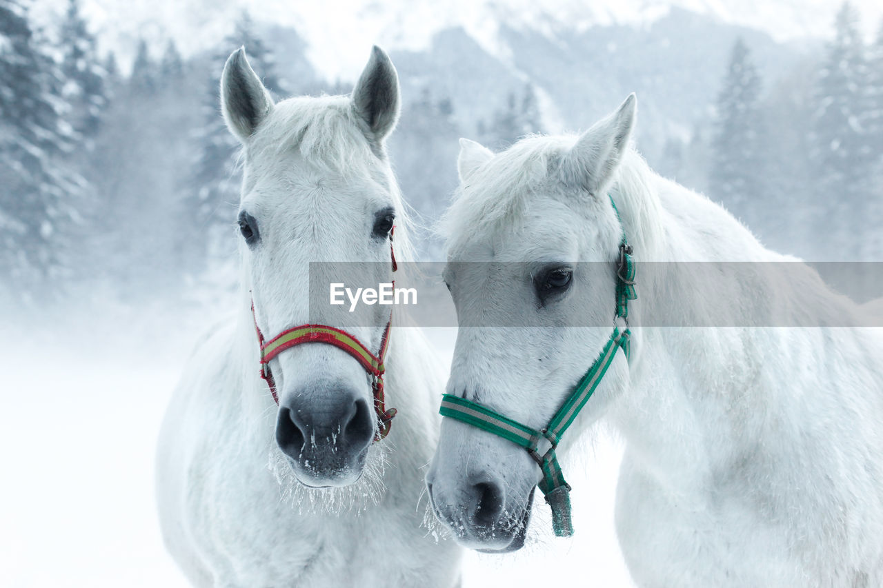 Horses standing in forest during winter