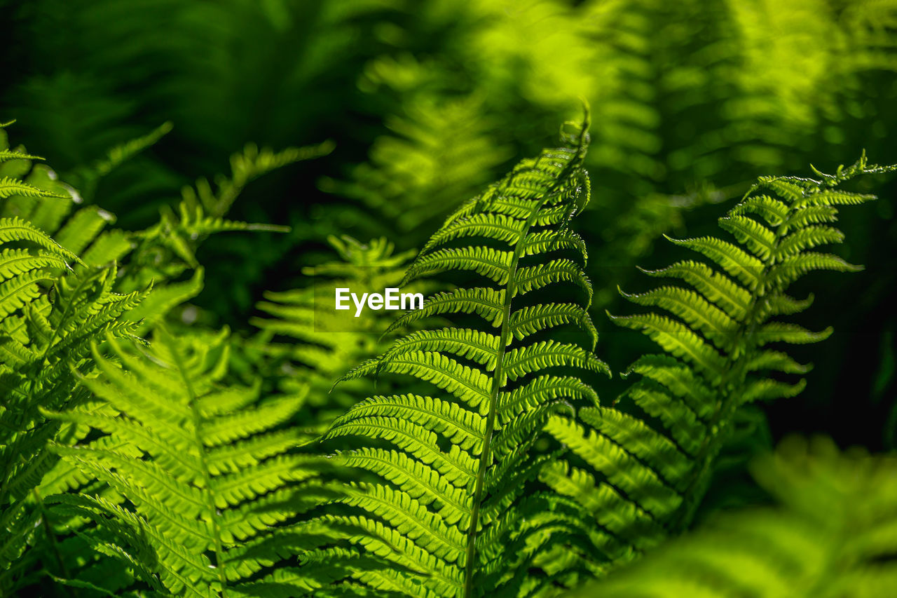 green, ferns and horsetails, plant, leaf, plant part, fern, nature, vegetation, growth, beauty in nature, close-up, no people, plant stem, tree, land, outdoors, forest, freshness, day, foliage, environment, backgrounds, flower, botany, lush foliage, focus on foreground, tranquility, frond, selective focus, sunlight
