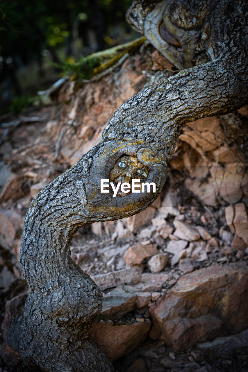 CLOSE-UP OF A TREE