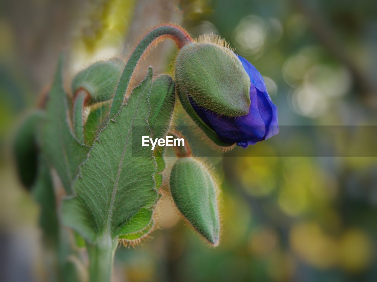 Close-up of blue meconopsis flower bud. himalayan blue poppy