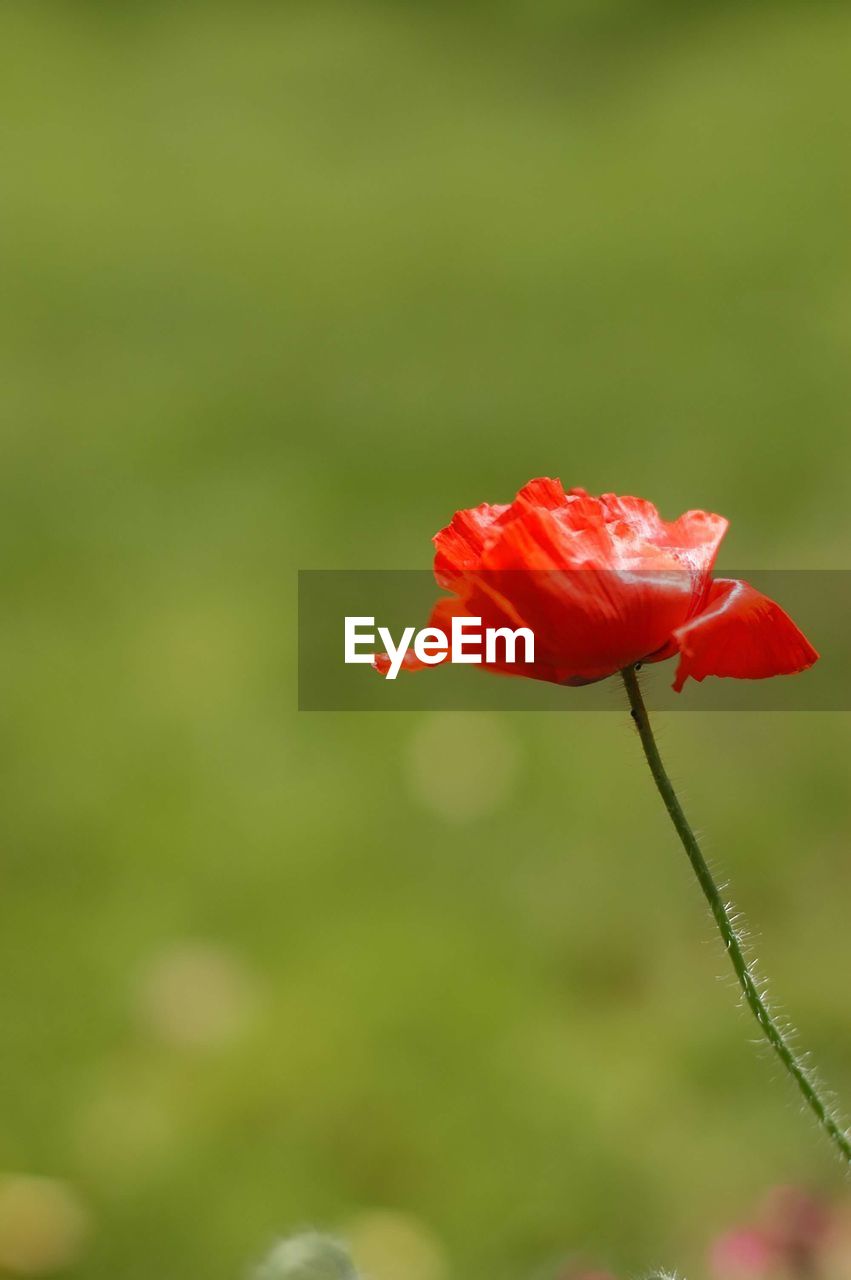 Close-up of red poppy