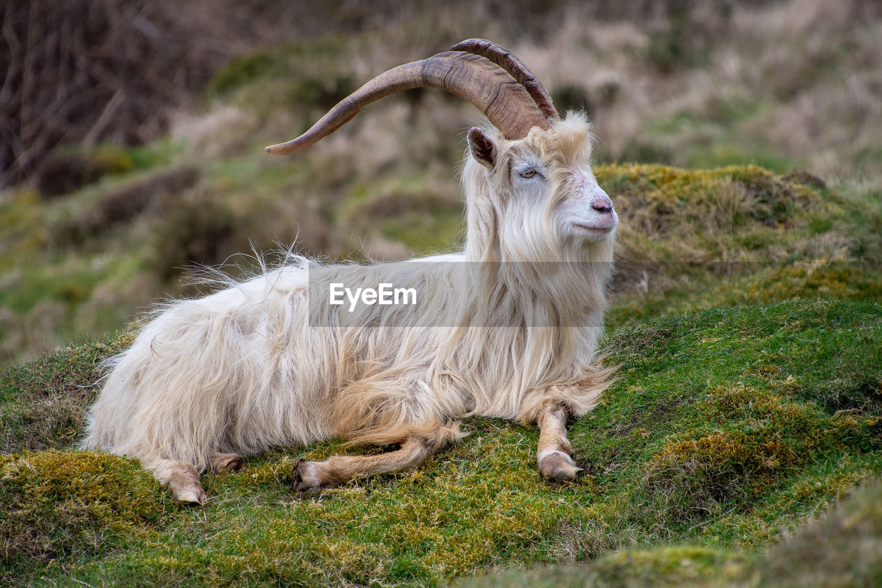 Goat relaxing on moss covered field