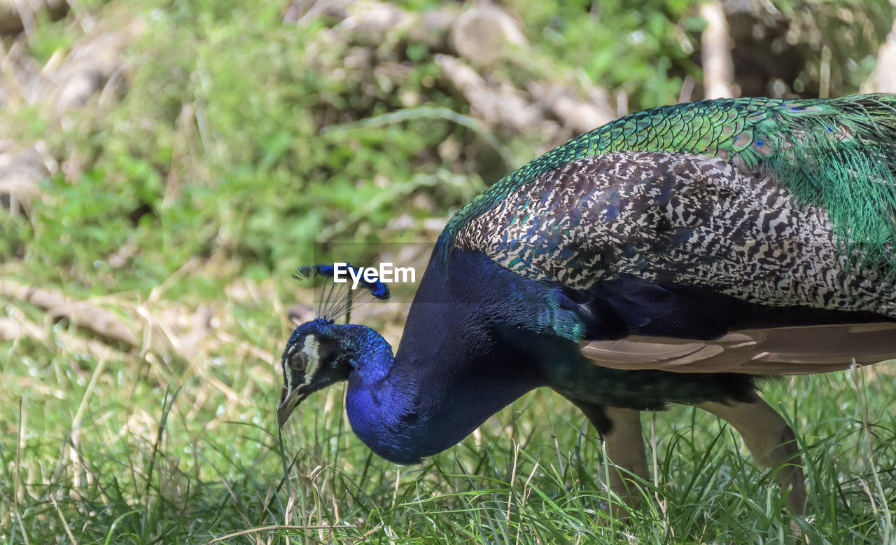 Side view of peacock on grass