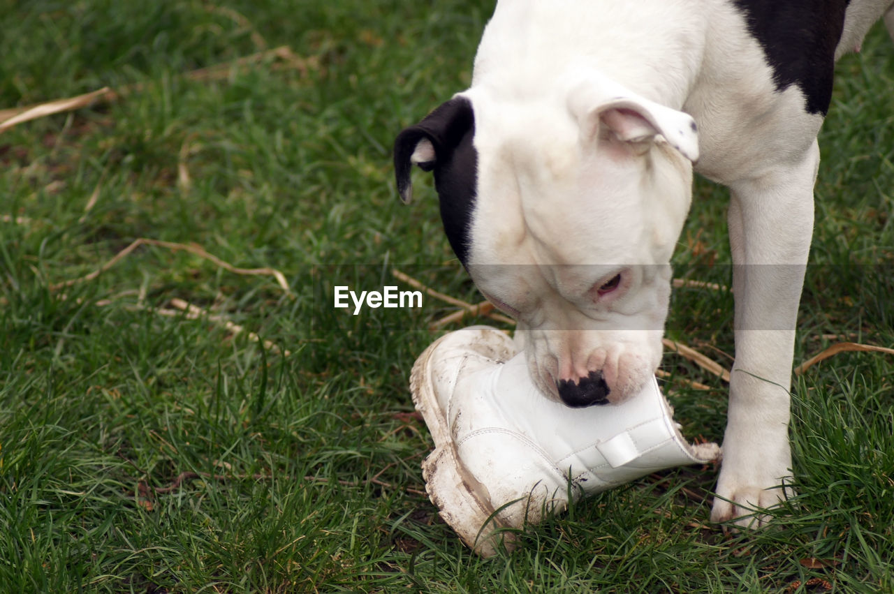 DOG LYING ON GRASS