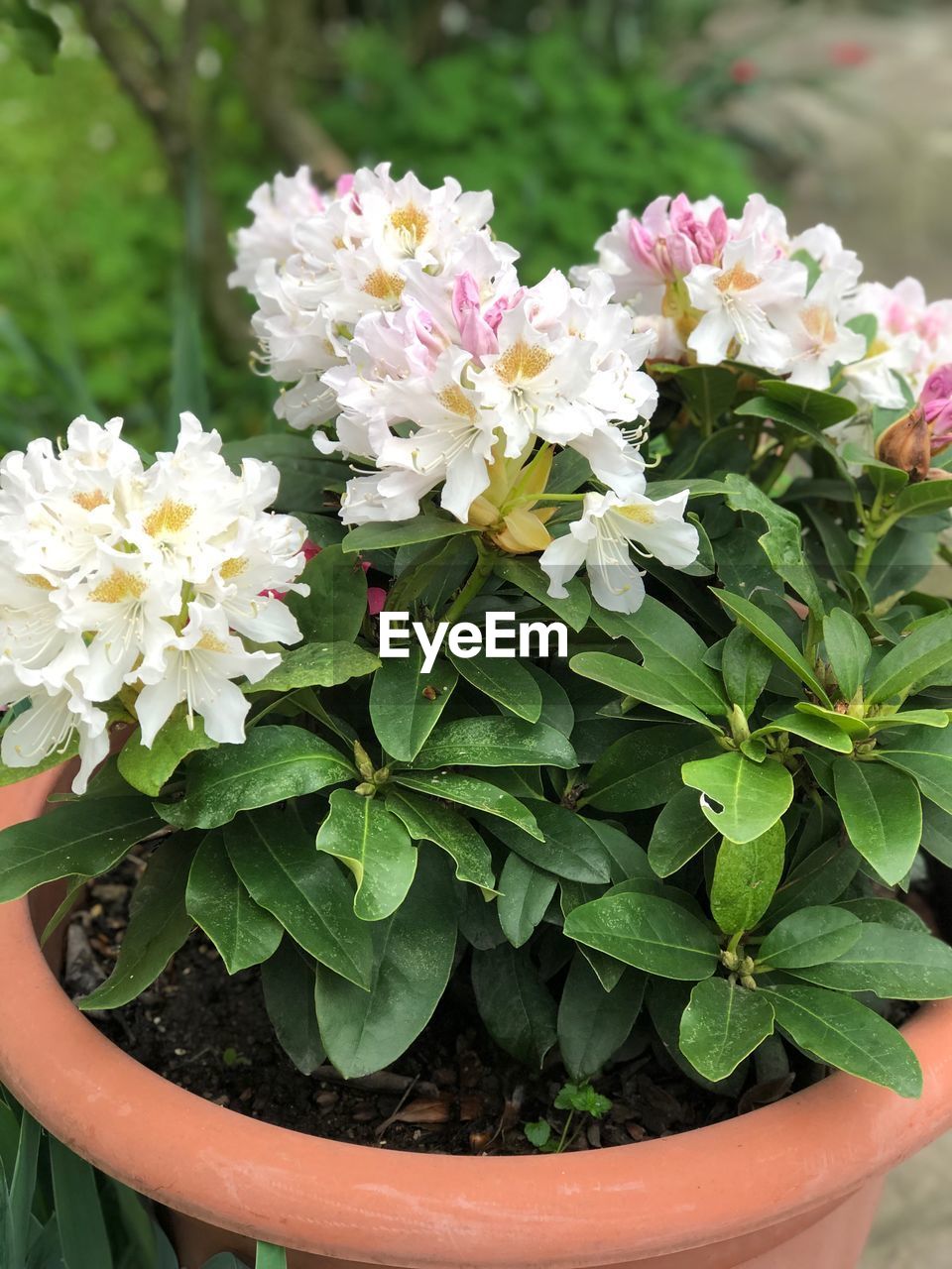 CLOSE-UP OF POTTED PLANT WITH WHITE FLOWERS