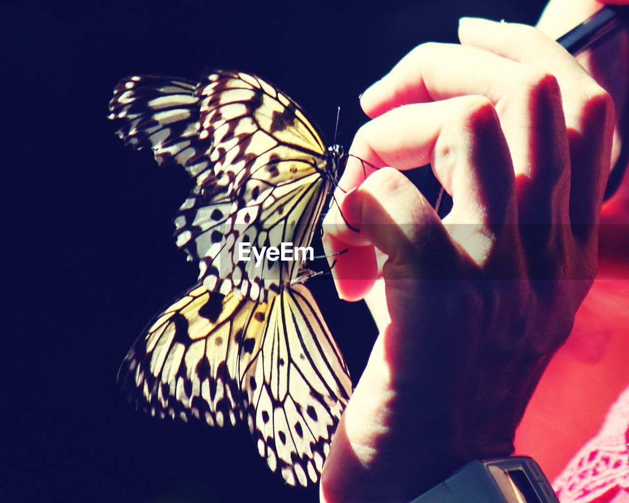 Close-up of butterflies on person hand