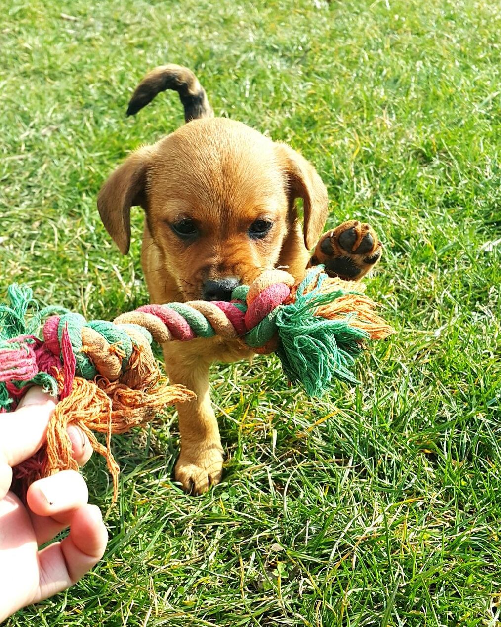 Puppy playing with rope