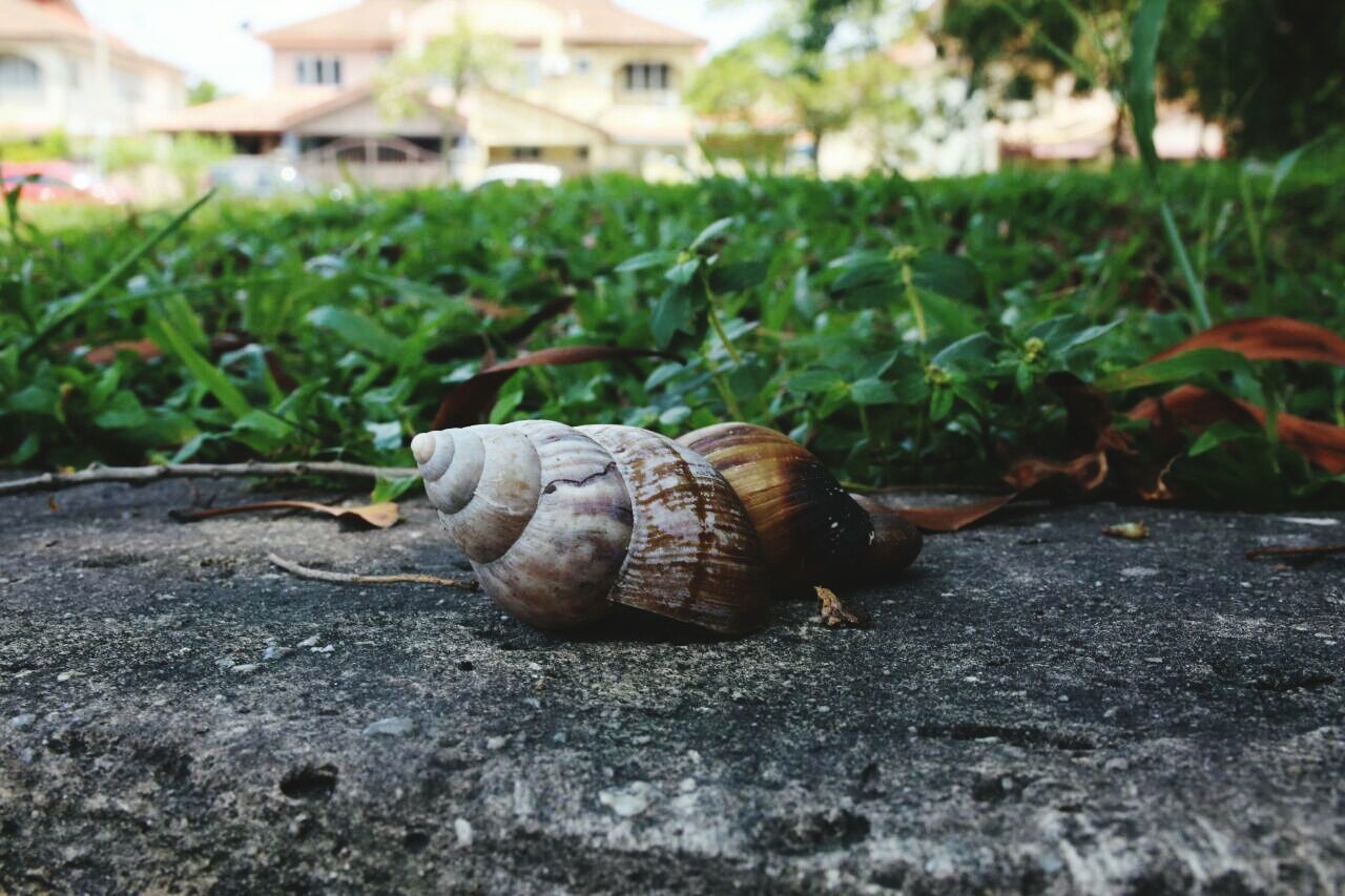 CLOSE-UP VIEW OF SNAIL ON GRASS