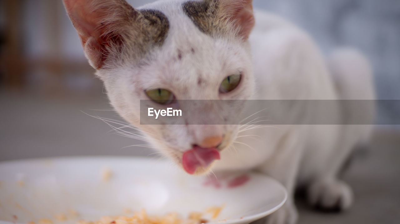 Close-up of white cat eating food