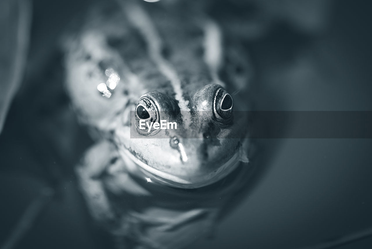 High angle portrait of frog swimming in pond