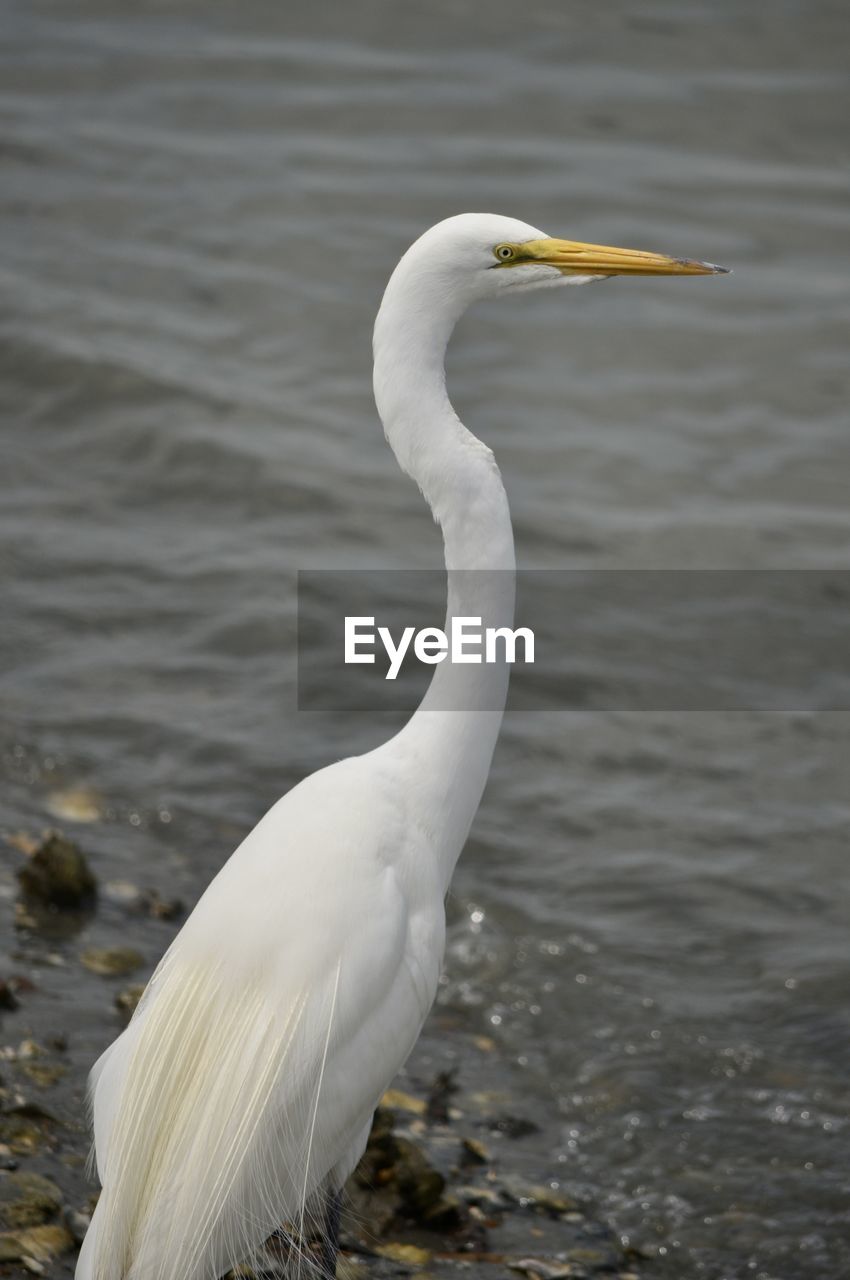 CLOSE-UP OF A HERON