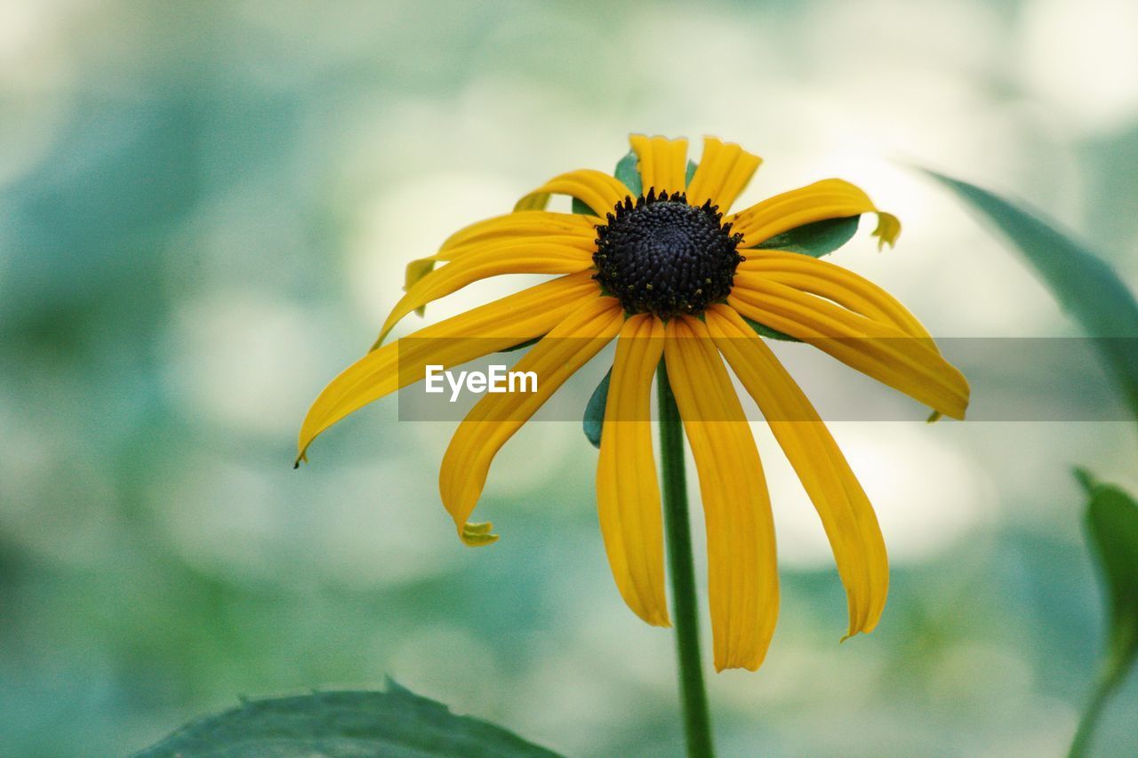 Close-up of black-eyed susan blooming at park