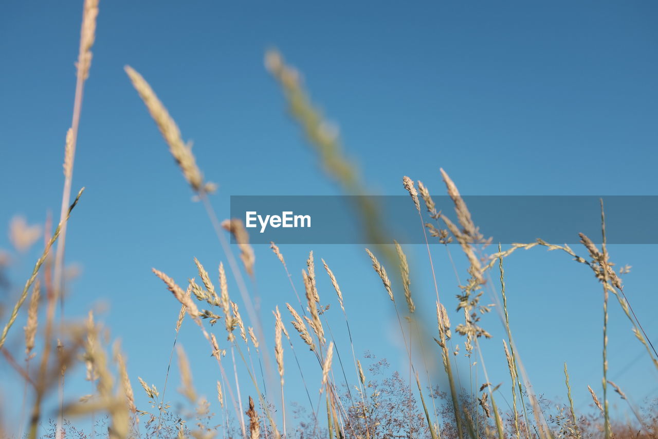 CLOSE-UP OF PLANTS AGAINST CLEAR BLUE SKY