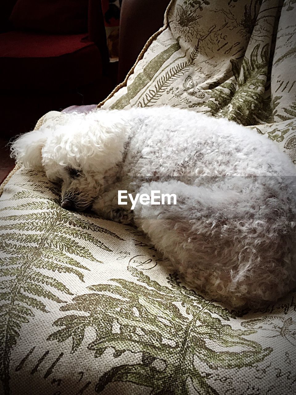 High angle view of dog sleeping at home