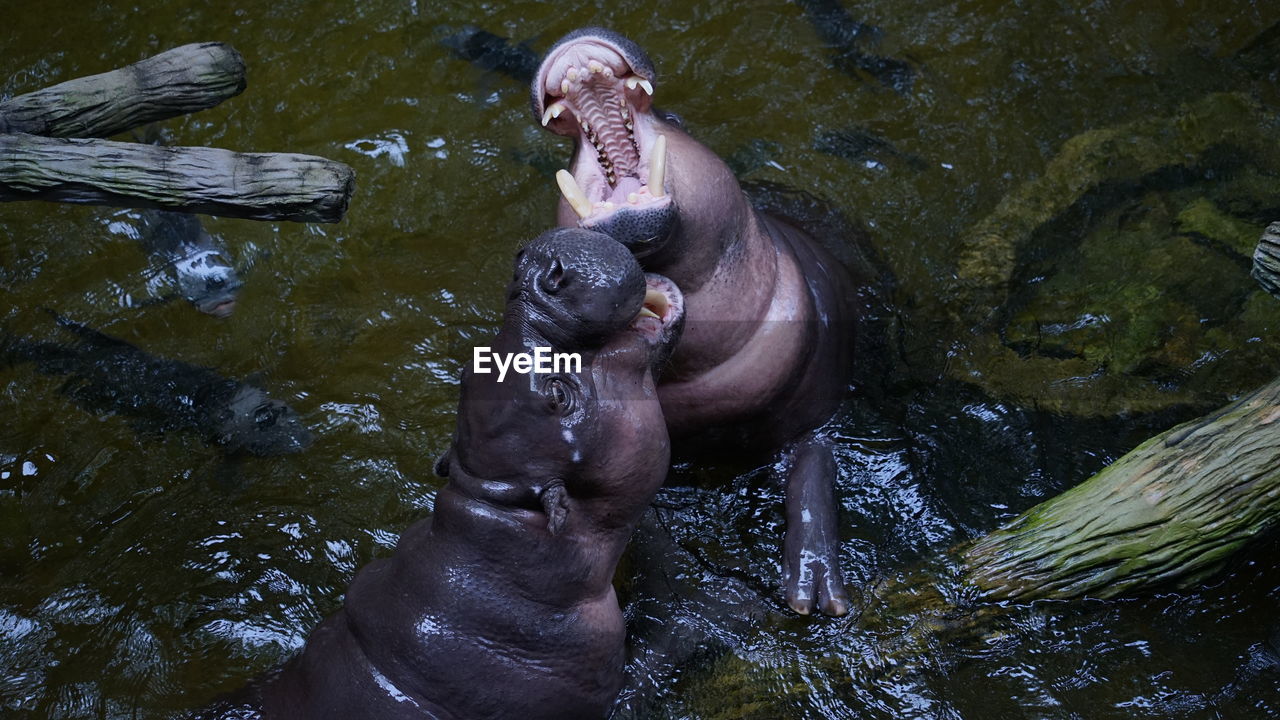 Hippos are playing with water fun.