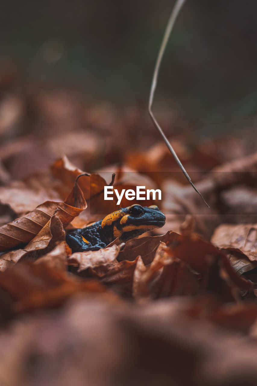 Close-up of the rare fire salamander peeking out from behind the colourful autumn leaves