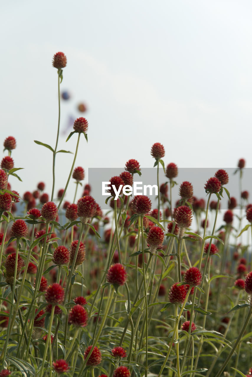 CLOSE-UP OF RED POPPY FLOWERS