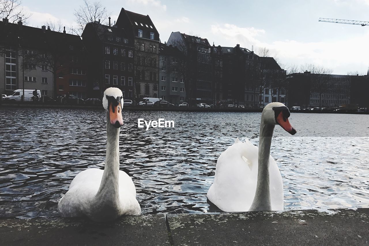 SWAN IN LAKE