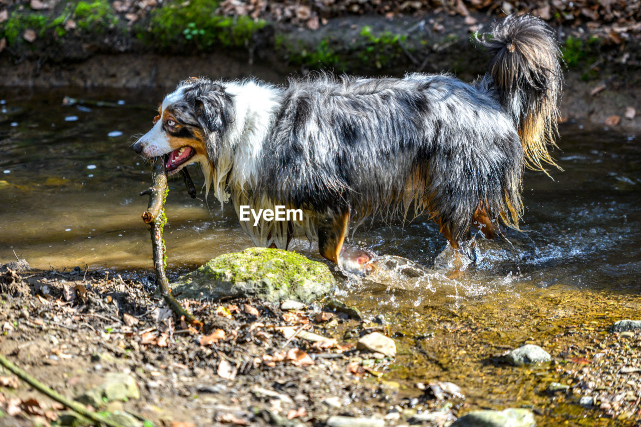 View of dog in river