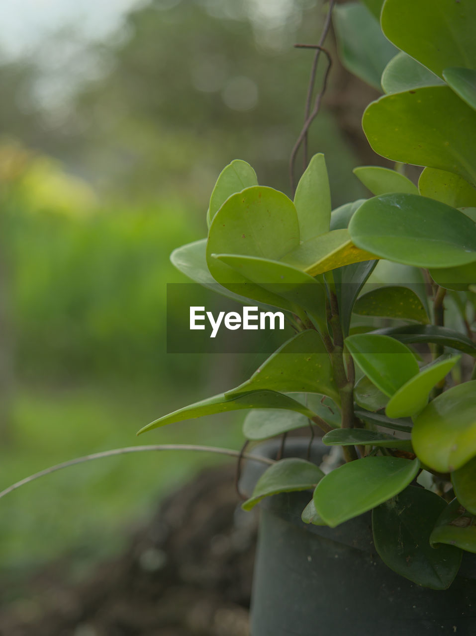 CLOSE-UP OF FRESH GREEN PLANT IN FIELD