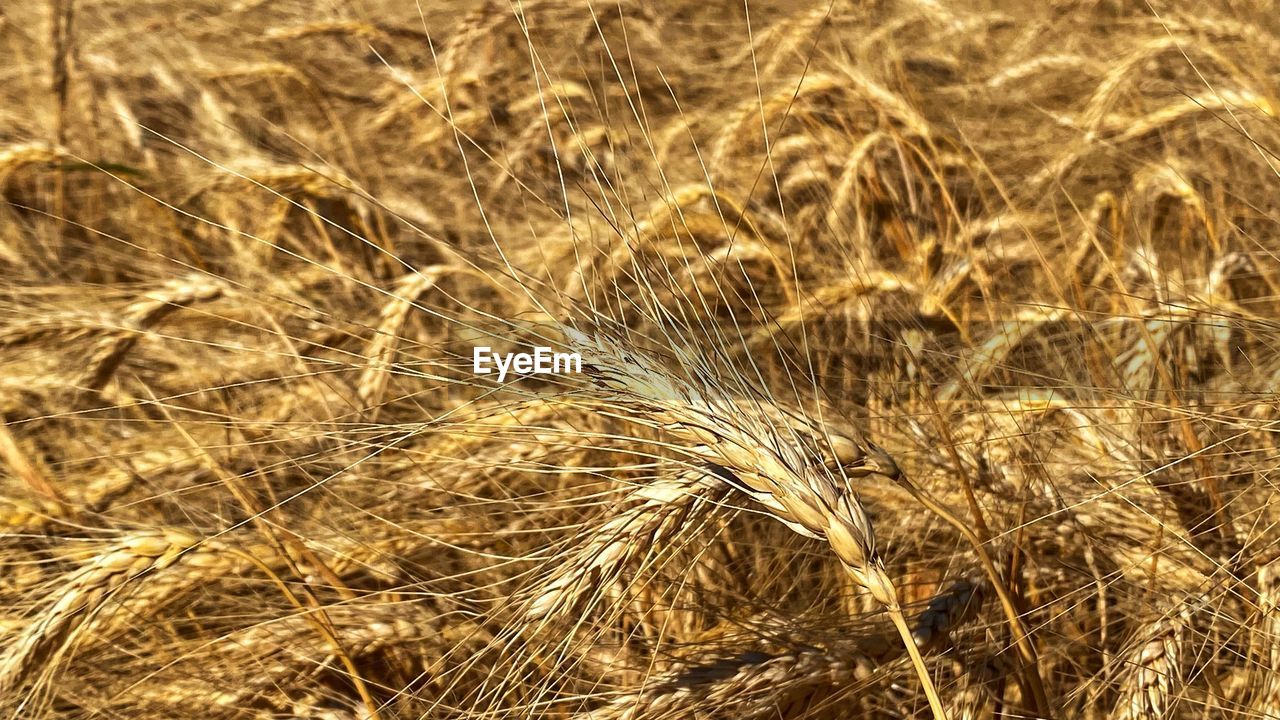 Close-up of wheat growing on field