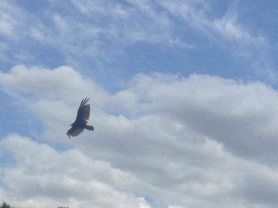 LOW ANGLE VIEW OF BIRD IN SKY