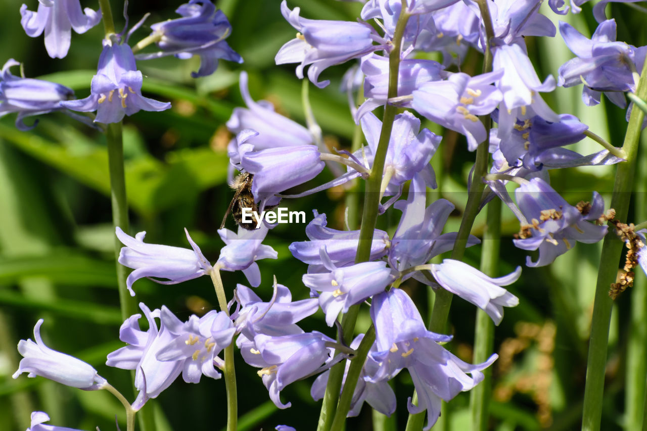 CLOSE-UP OF HONEY BEE POLLINATING PURPLE FLOWERS