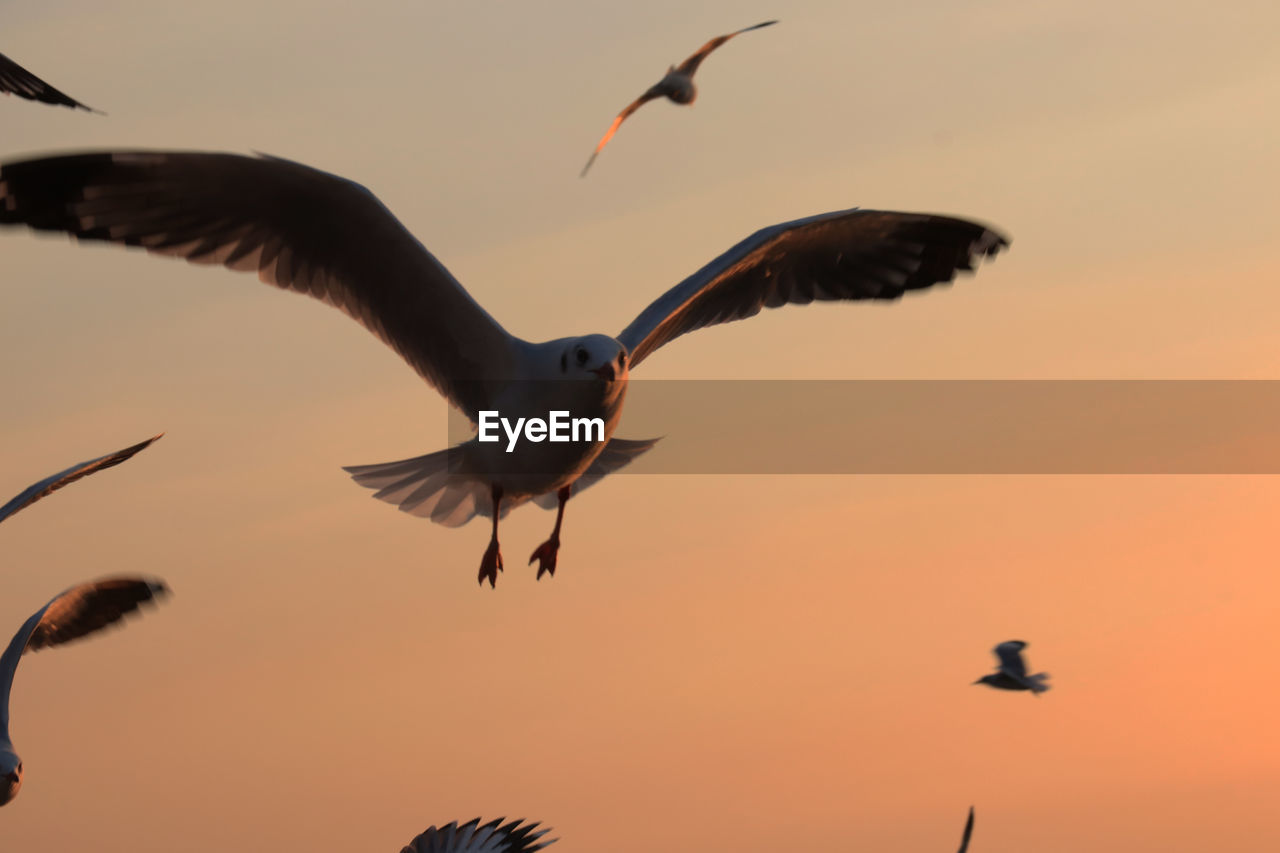 LOW ANGLE VIEW OF SEAGULLS FLYING AGAINST SKY