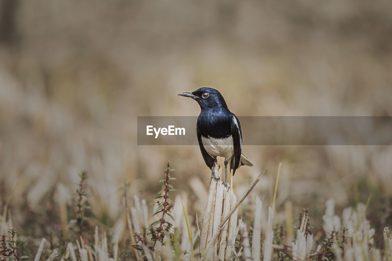 Close-up of bird perching on a field