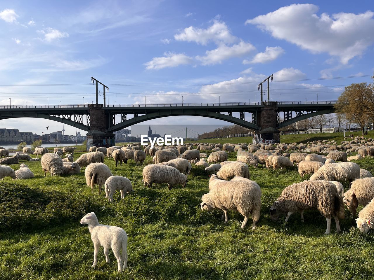 mammal, animal themes, animal, domestic animals, livestock, sheep, architecture, sky, group of animals, built structure, nature, plant, agriculture, grass, pasture, pet, flock of sheep, bridge, grazing, landscape, cloud, no people, field, environment, rural area, land, large group of animals, farm, day, plain, rural scene, outdoors, herd, transportation, beauty in nature, water, travel destinations, animal wildlife