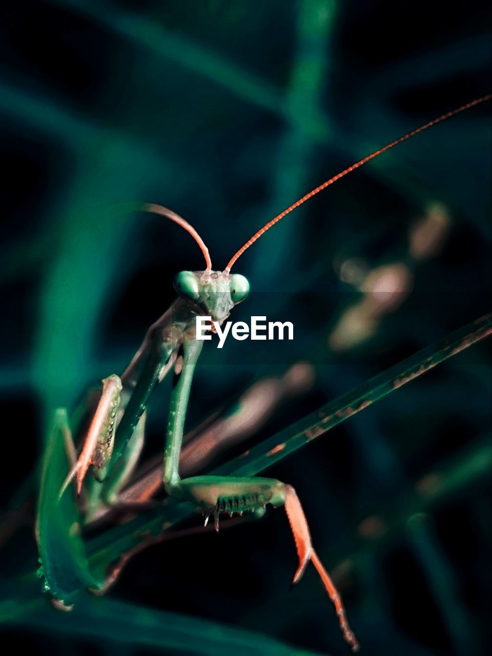 Mantis in the garden