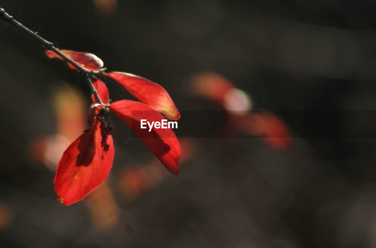 CLOSE-UP OF RED FLOWER