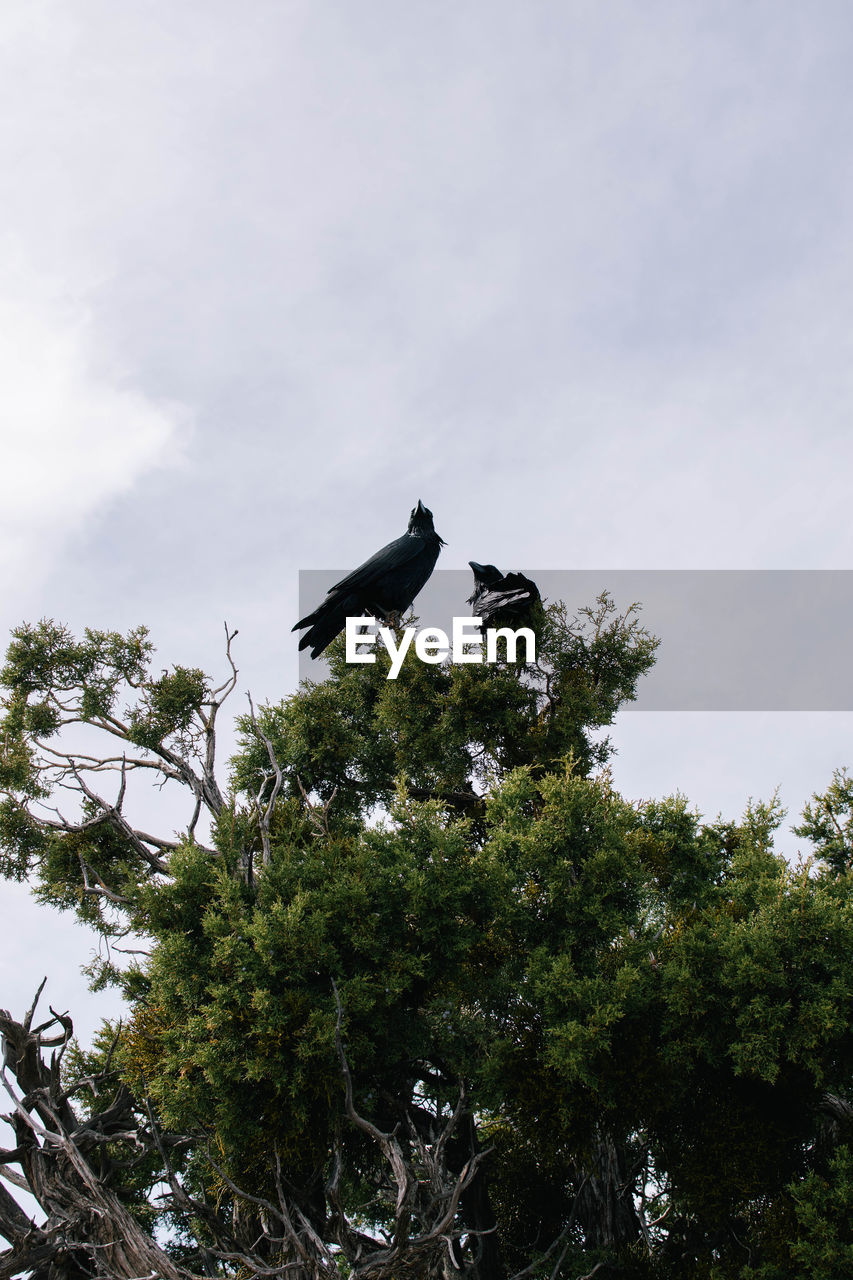 LOW ANGLE VIEW OF BIRDS PERCHING ON TREE AGAINST SKY