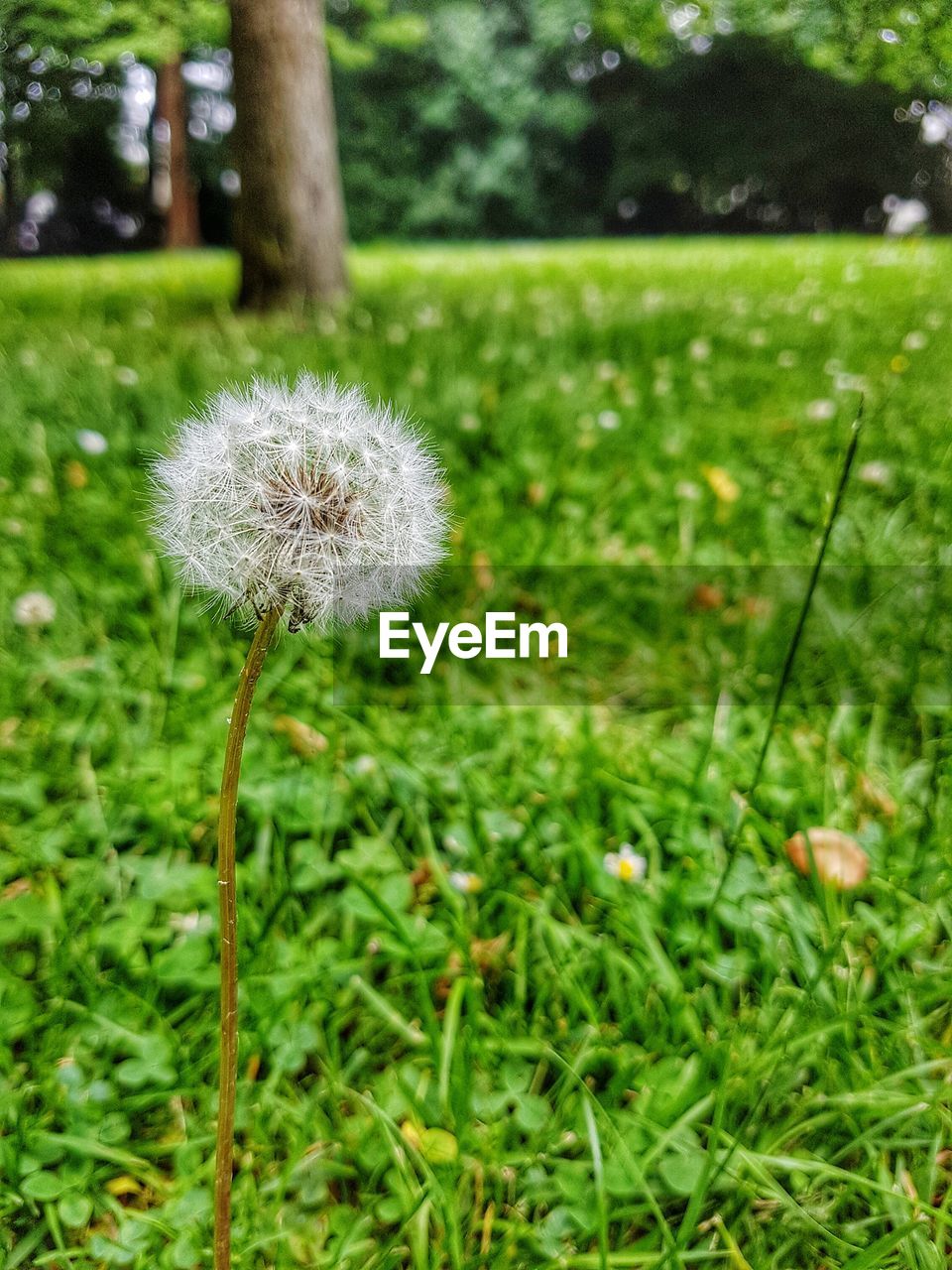 CLOSE-UP OF DANDELIONS BLOOMING ON FIELD